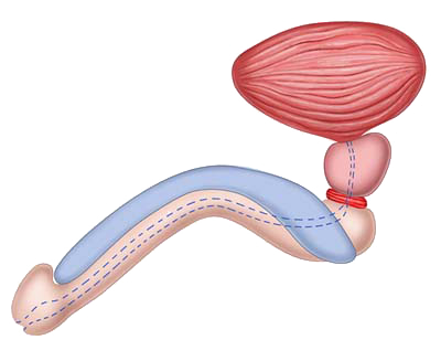 Fig. 1 - Anatomia uretra maschile
