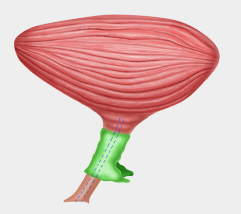 anatomia-uretra-femminile